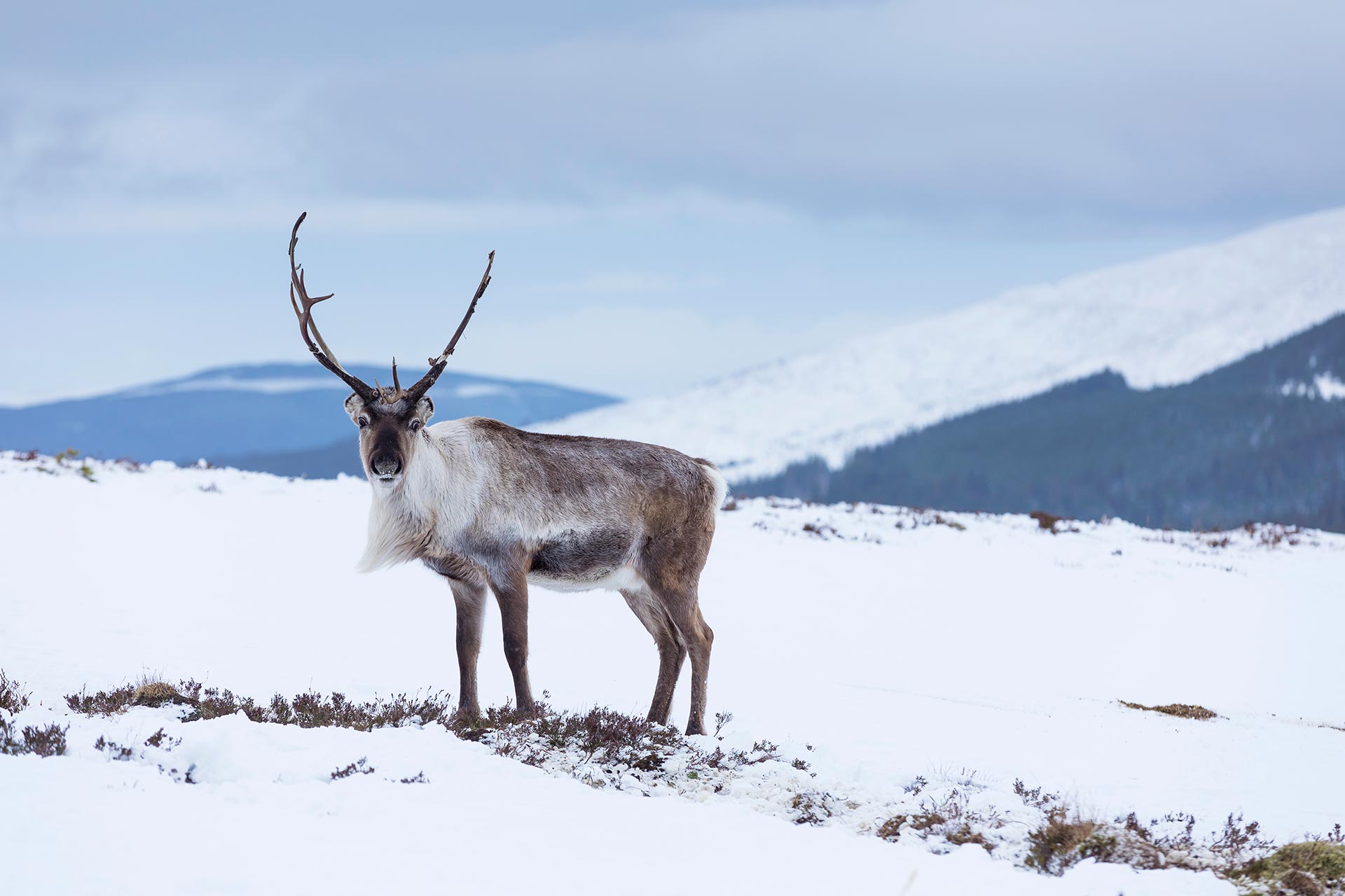 Reindeer in snow at Aviemore