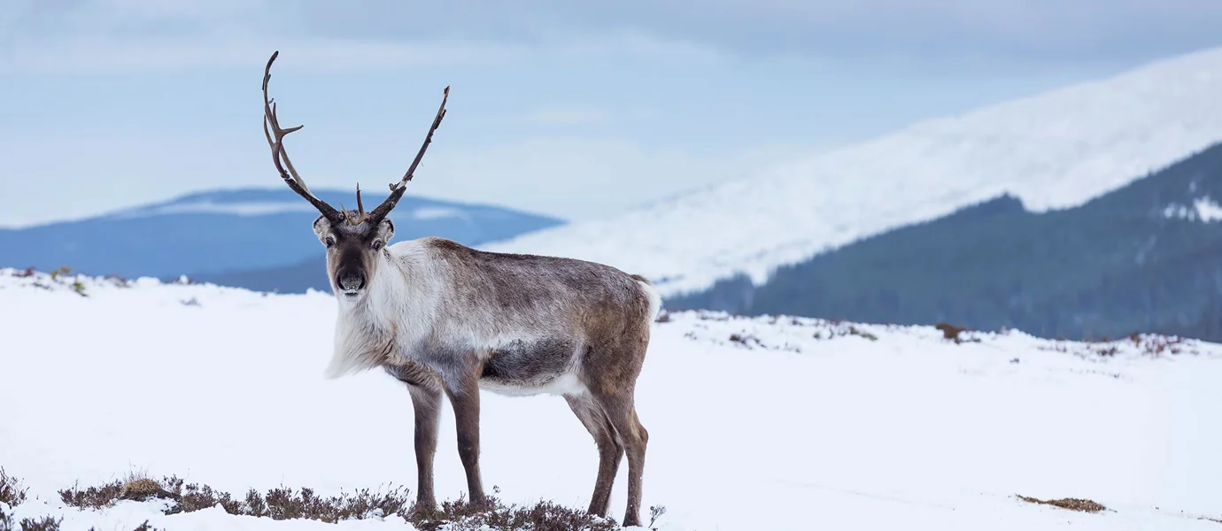 Reindeer in snow at Aviemore