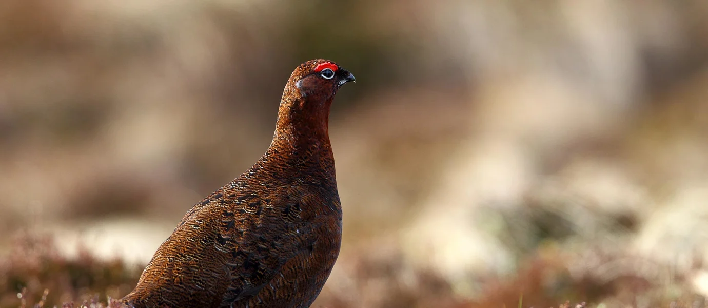 Red grouse