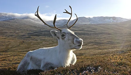 A reindeer resting on a hillside