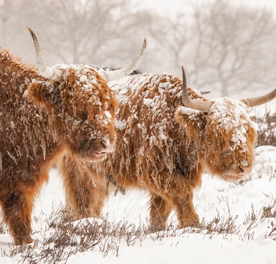 Highland Cattle in Winter