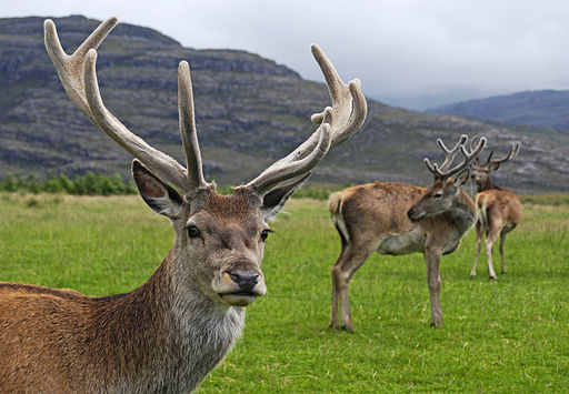 Discover Scotland’s Winter Wildlife with Caledonian Sleeper
