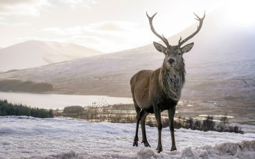 A stag standing in a snowy scene near Inverness