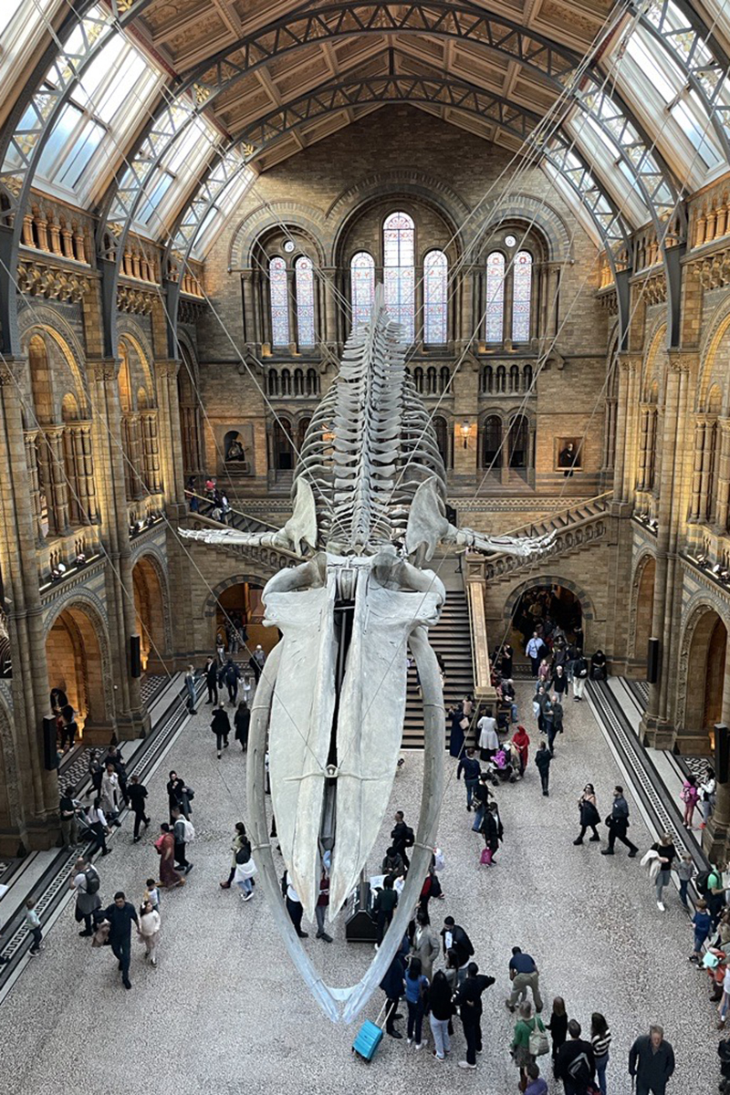 Whale inside Natural History Museum