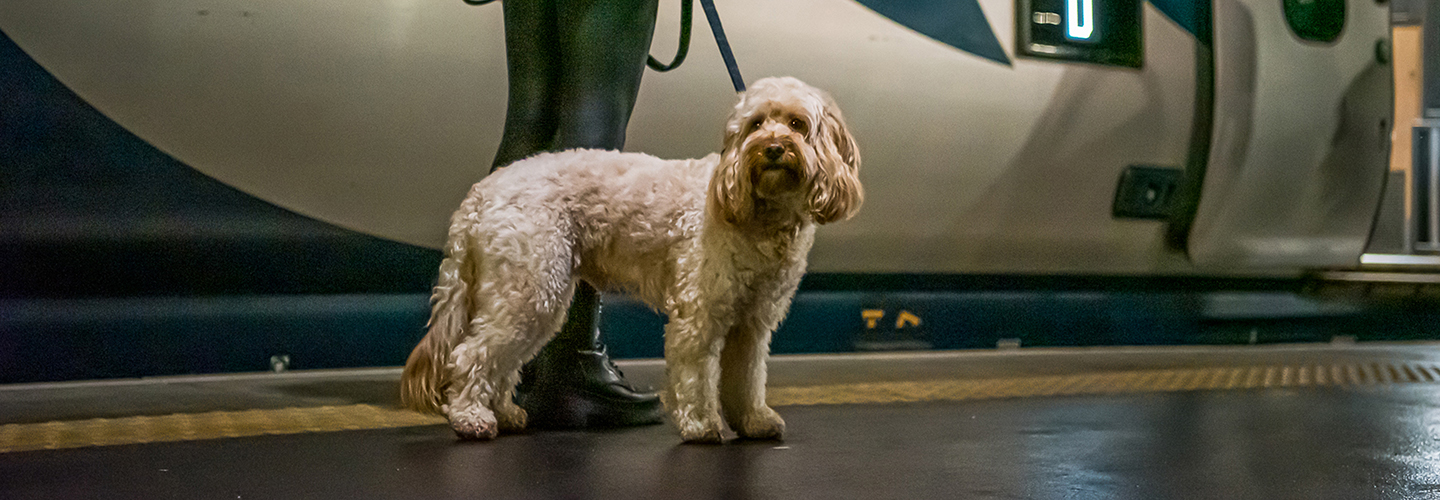 Win a return journey onboard the Caledonian Sleeper with Give a Dog a Bone