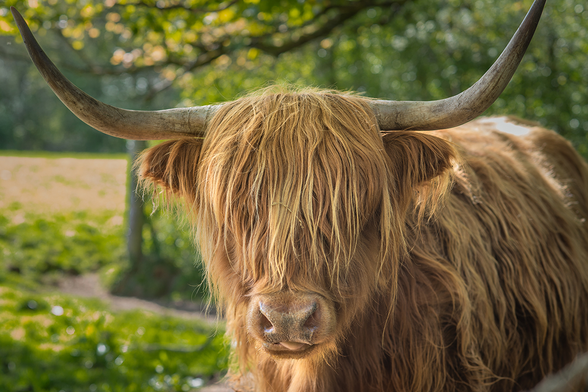 Highland Cow in Pollok Country Park